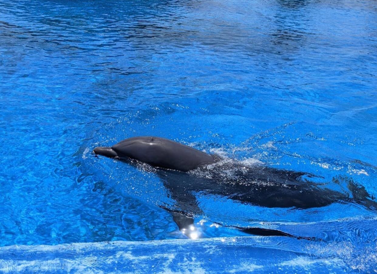 Delfin a medencében az Aqualand Costa Adeje bemutatóján