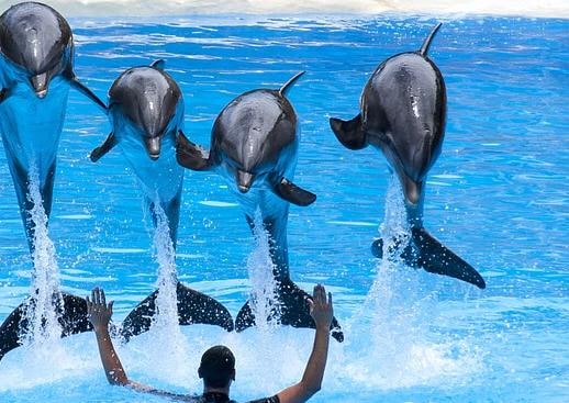 Delfinek ugranak az Aqualand Costa Adeje bemutatóján
