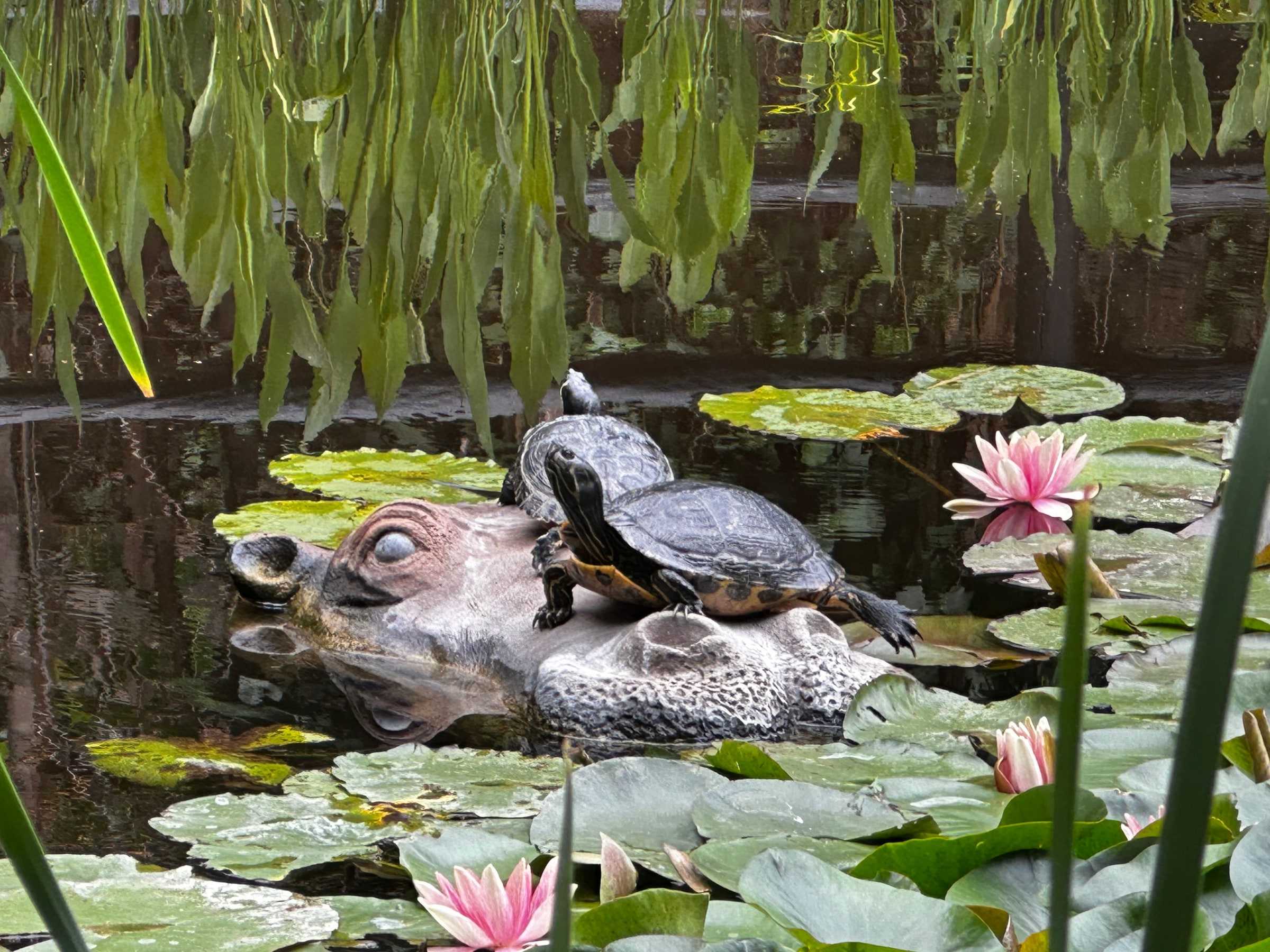 Teknősök egy víziló-szobron a Jungle Park tavában