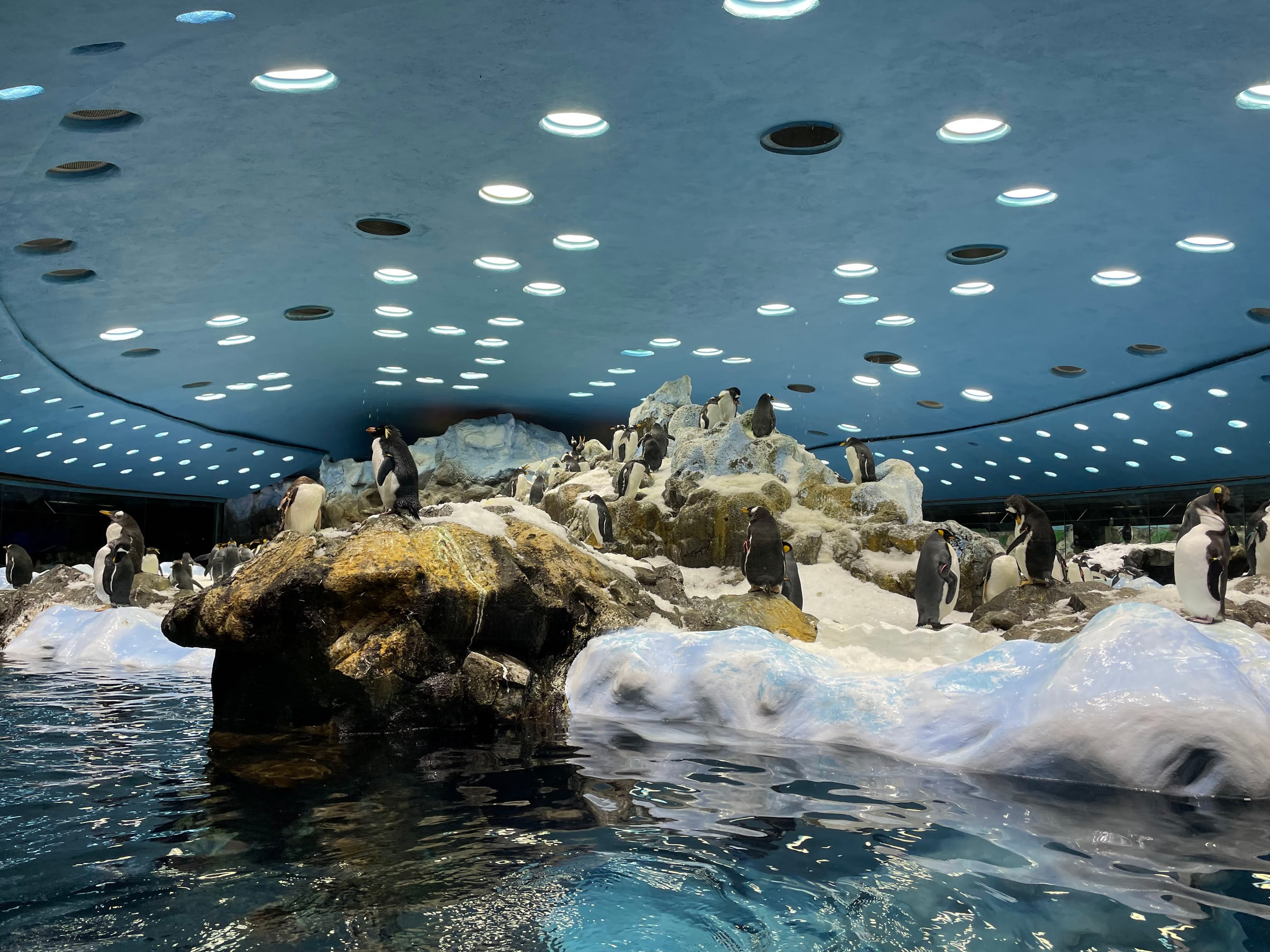 Pingvinek a Loro Parque jégvilágában