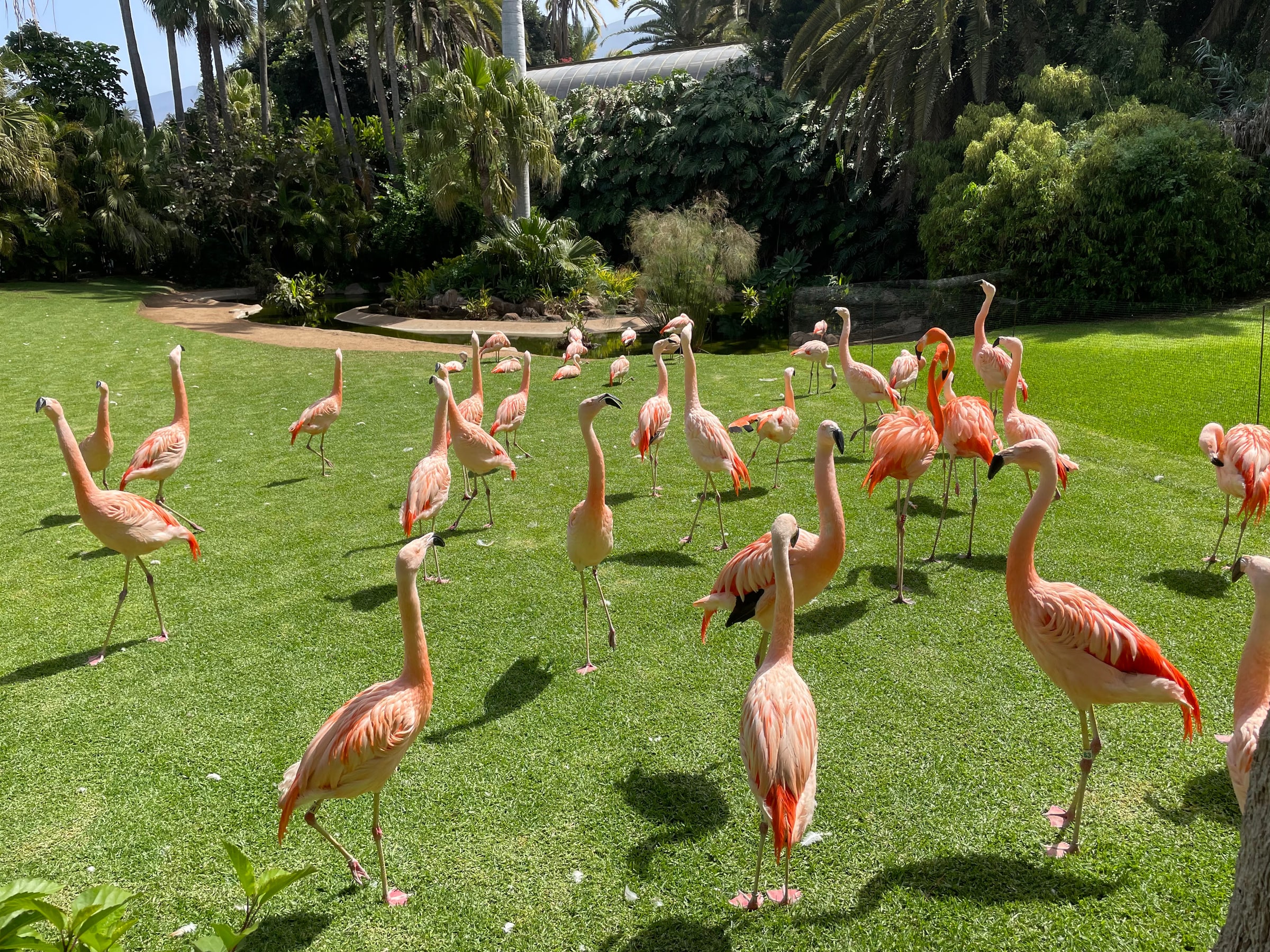 Flamingócsapat a Loro Parque pázsitján