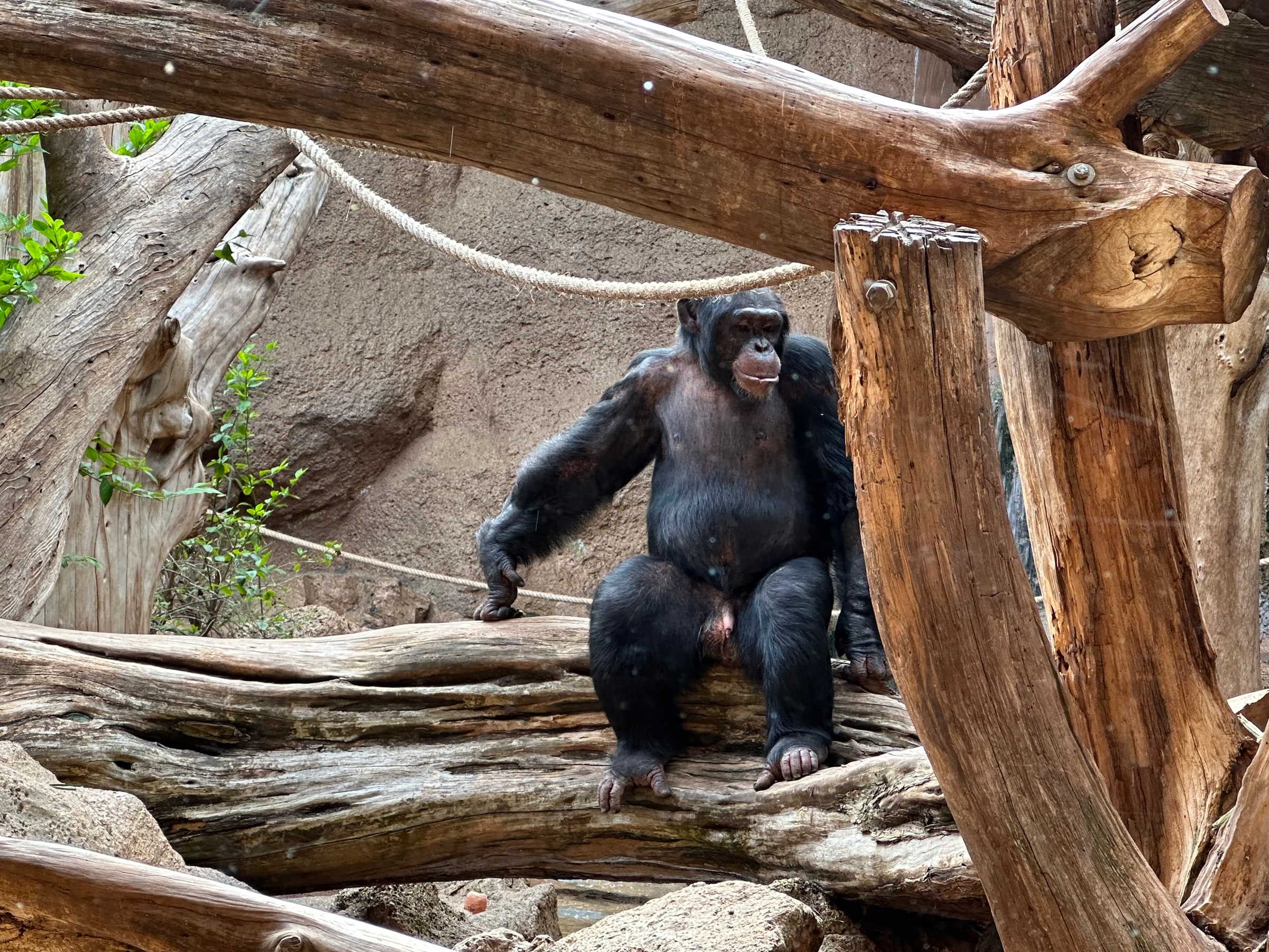 Csimpánz a Loro Parque kifutójában