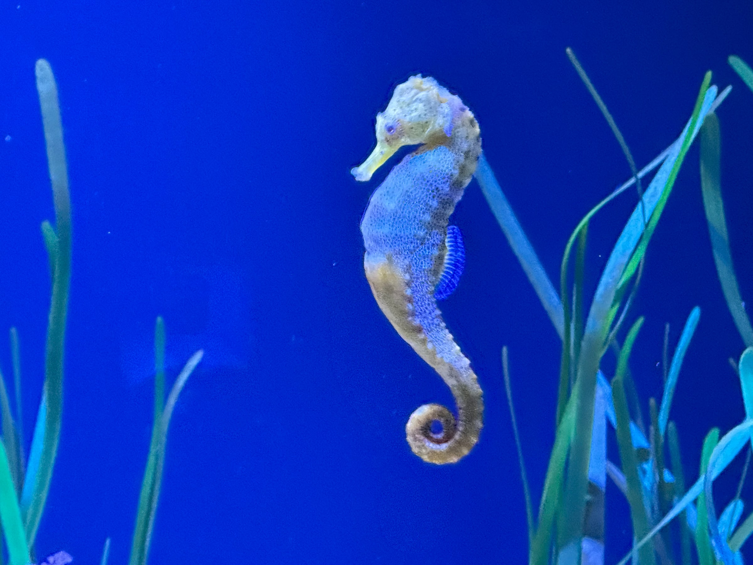 Csikóhal a Loro Parque akváriumában