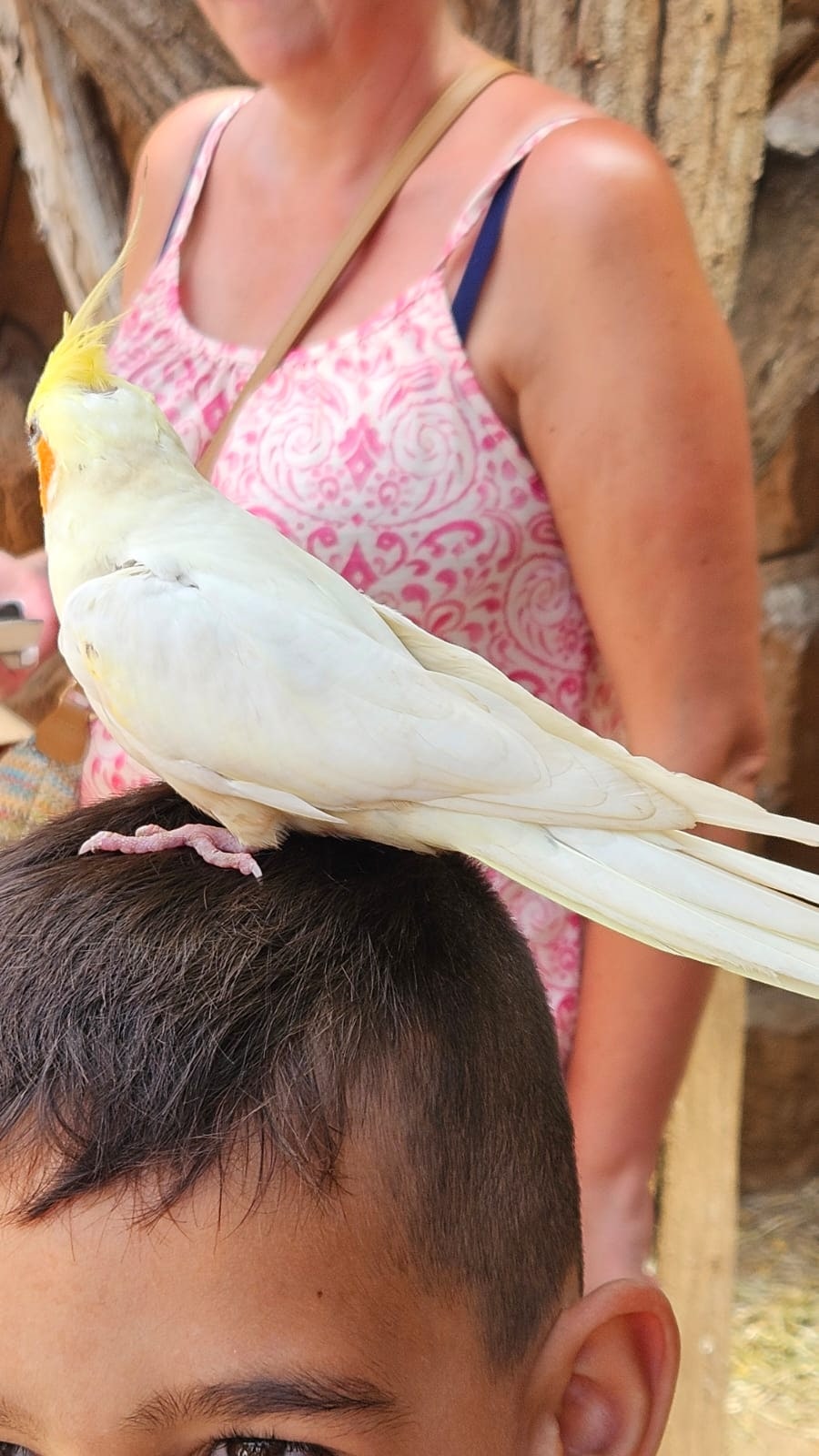 Fehér kakadu egy kisfiú fején a Monkey Parkban