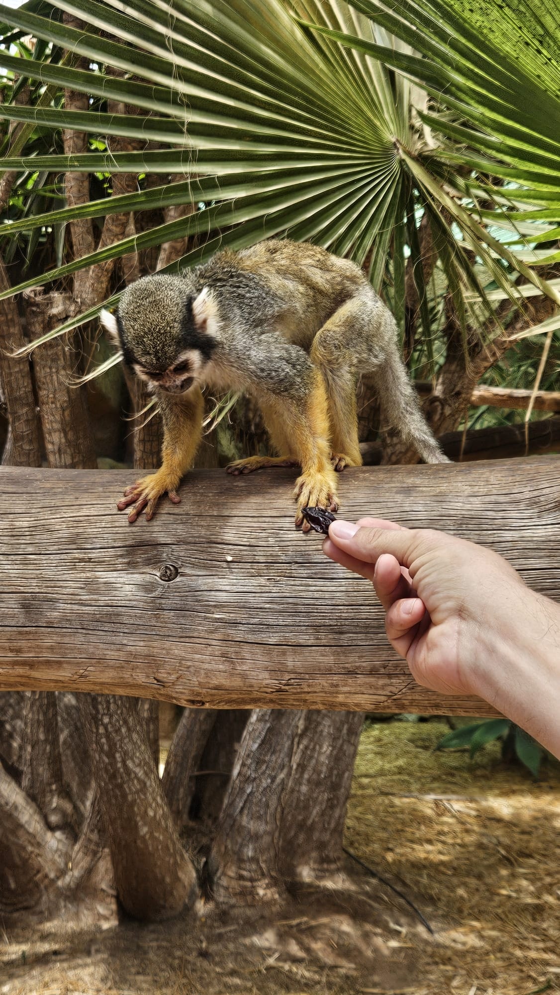 Majom kézből eszik a Monkey Parkban